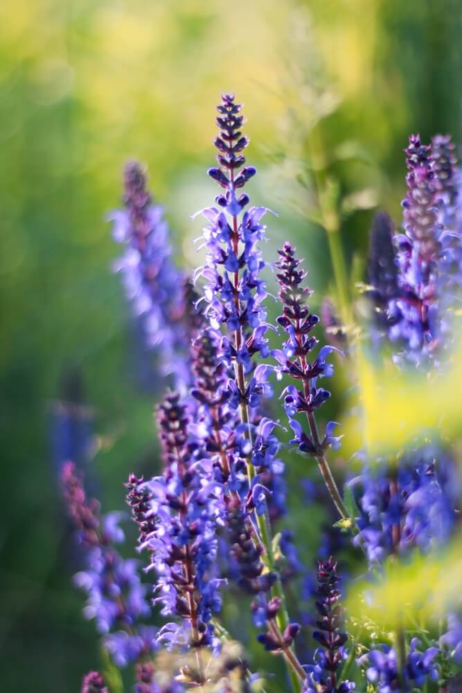 Purple salvia grows in the sun