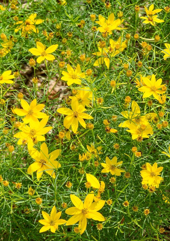 Yellow threadleaf coreopsis flowers grow in a yard