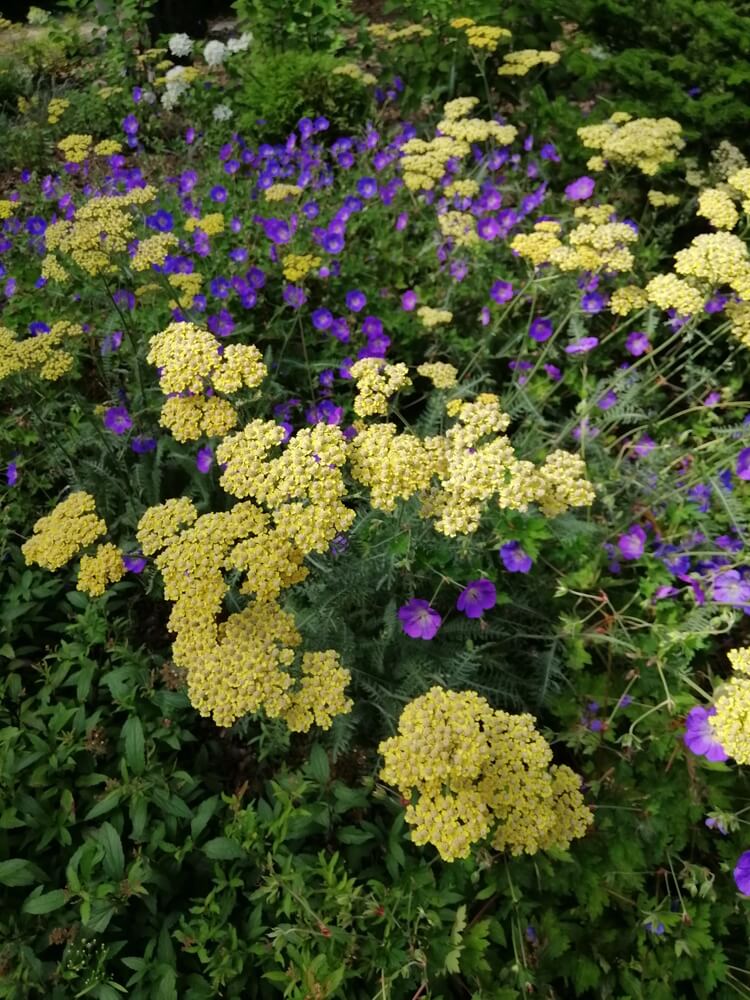 Yellow yarrow grows in a field with other drought-tolerant plants