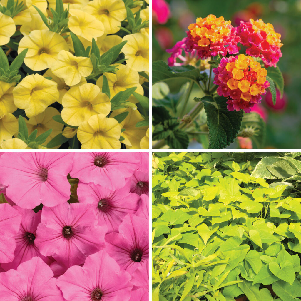 2026 06 04 Specialty Annuals