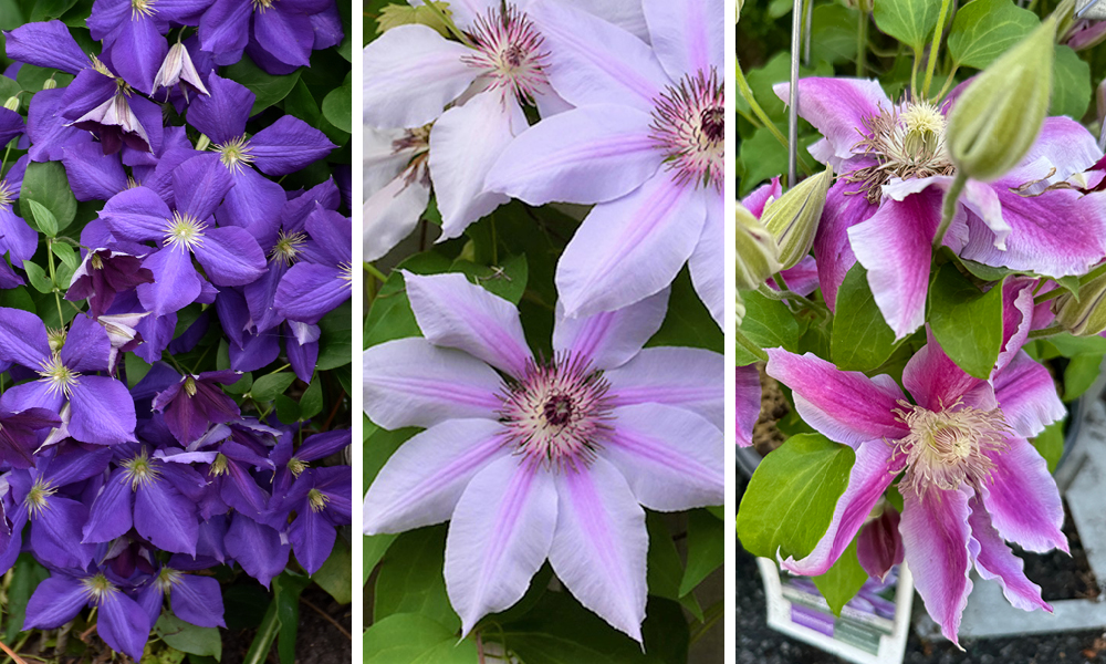 2026 06 04 clematis