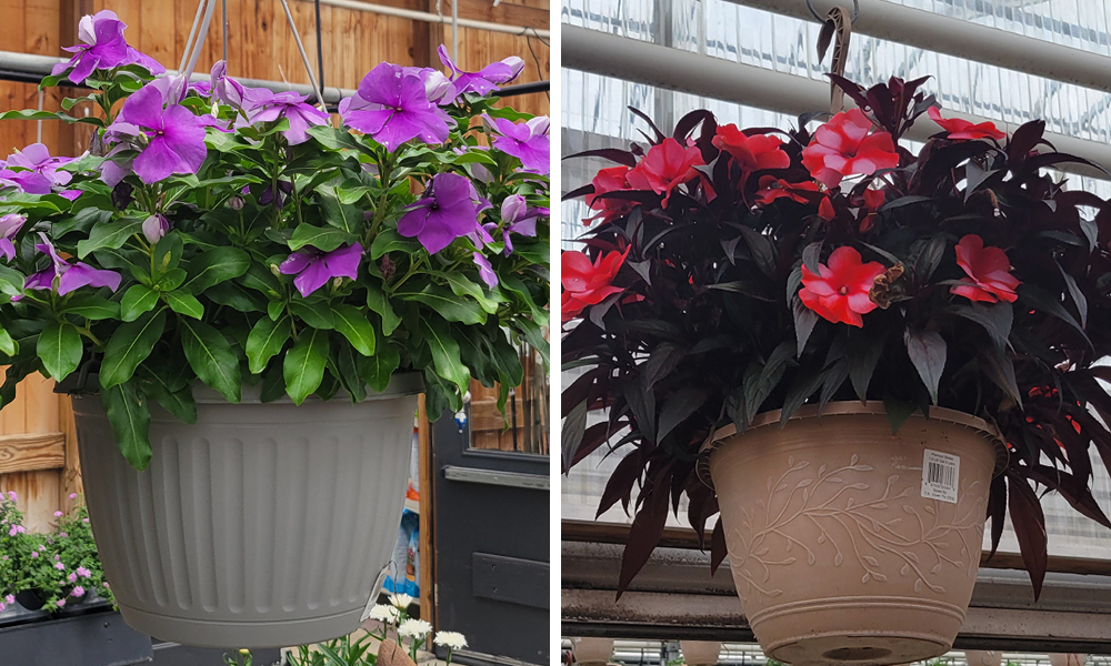 2026 06 11 hanging baskets