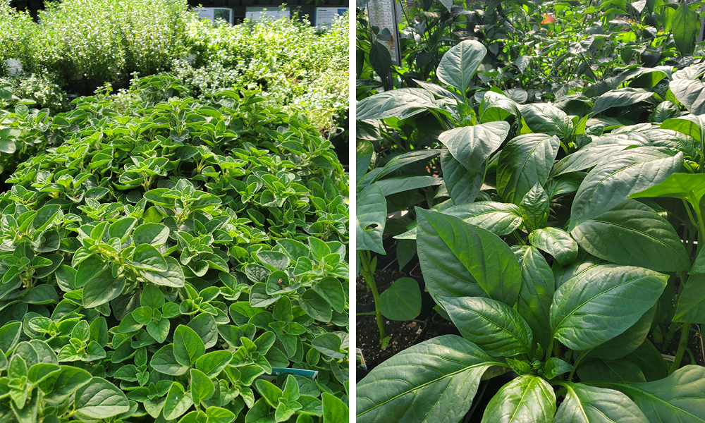 2026 06 11 herbs 1