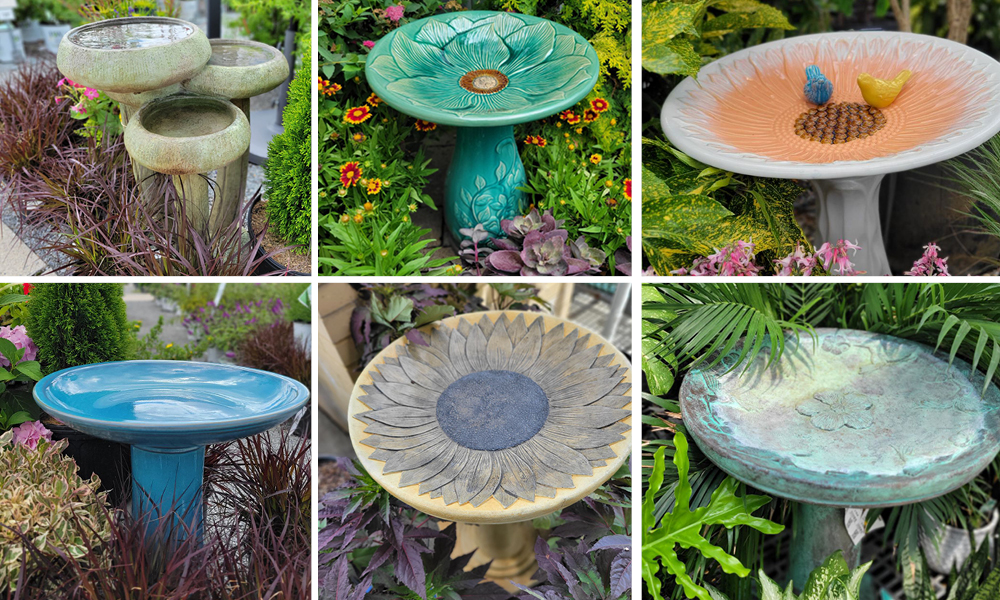 2026 06 18 Bird Bath 3
