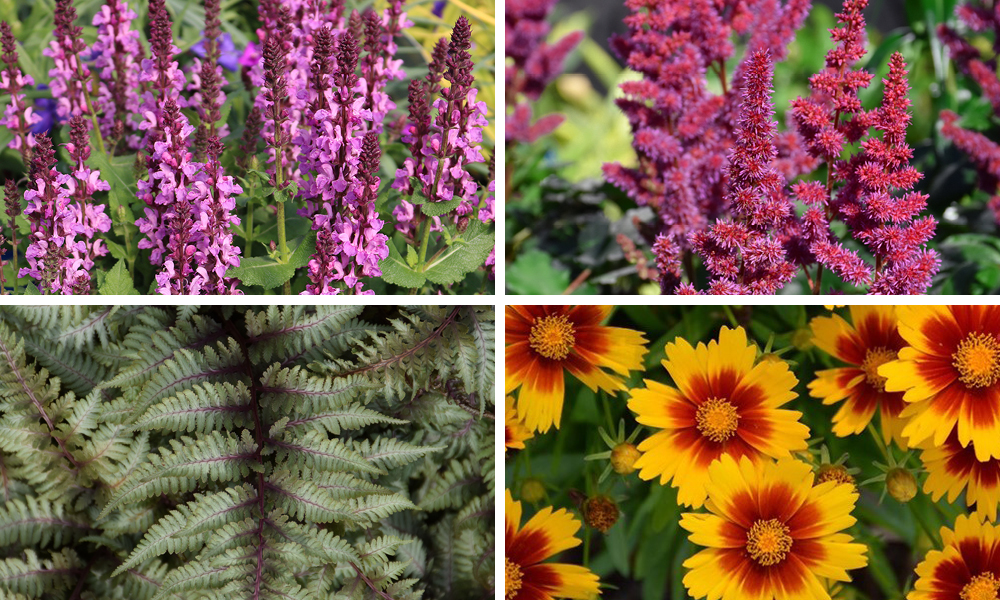 2026 06 18 perennials