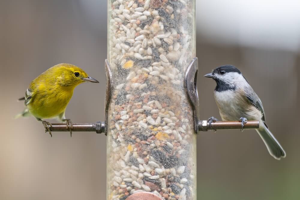 Attracting Birds to Your Backyard in 7 Easy Steps