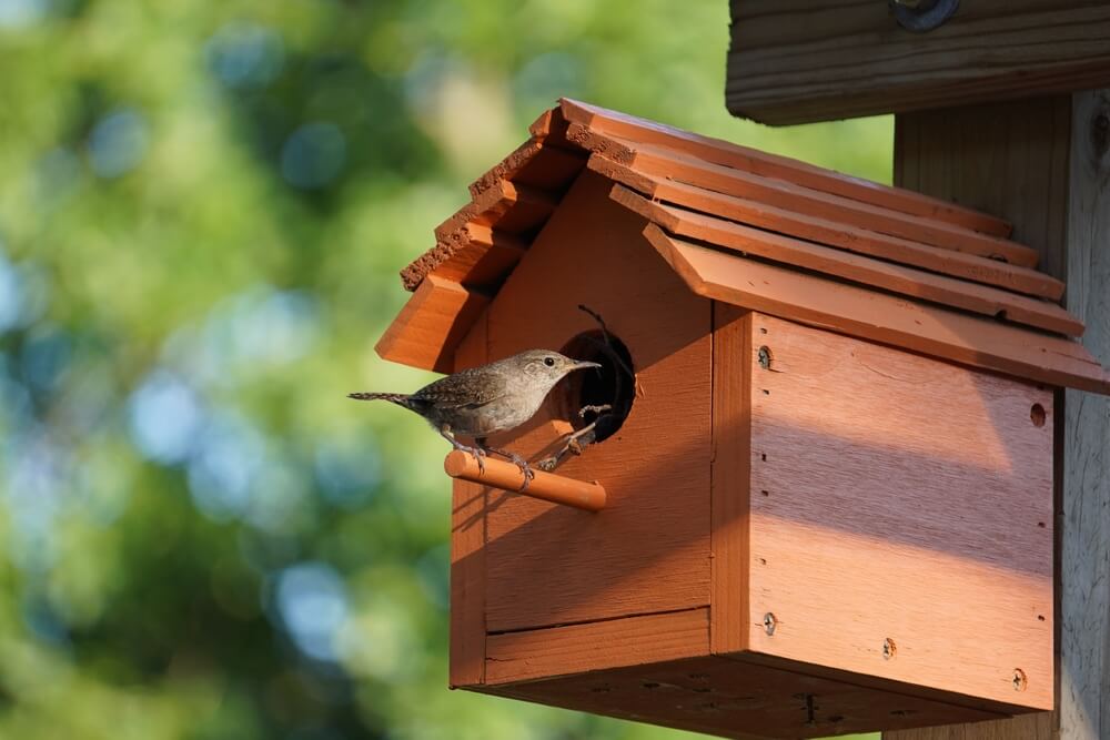 A bird house for attracting birds to your backyard