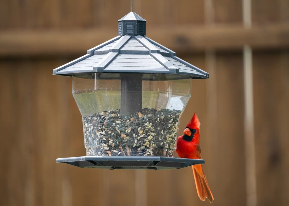 A cardinal sits at a hopper bird feeder