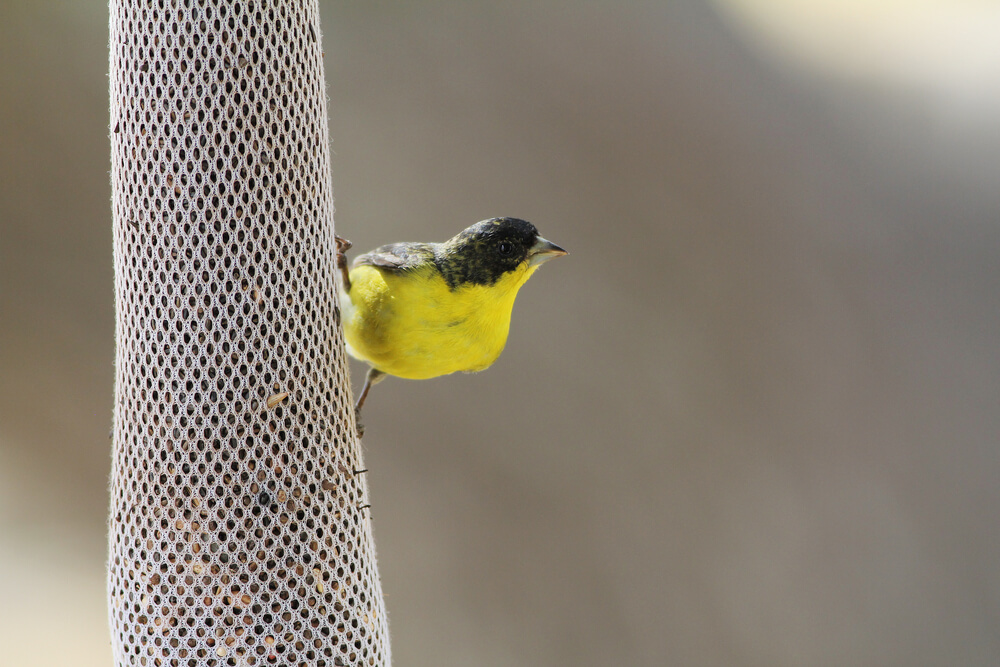 A yellow bird hangs onto a mesh bird feeder