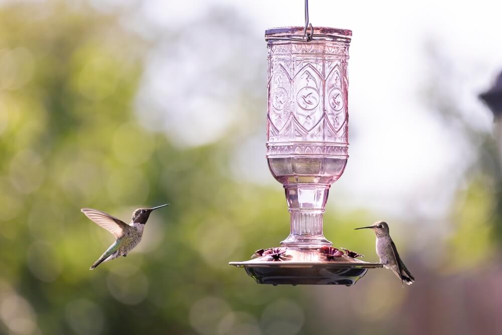 Two hummingbirds drink from a pink nectar bird feeder