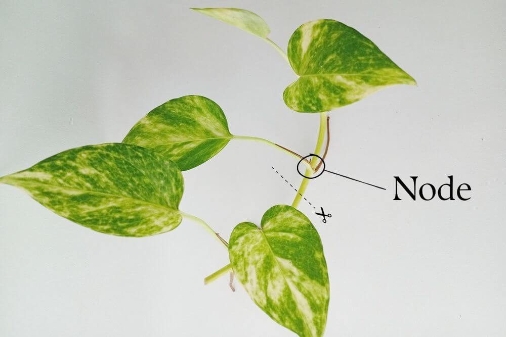 A photos cutting with the node circled and labelled