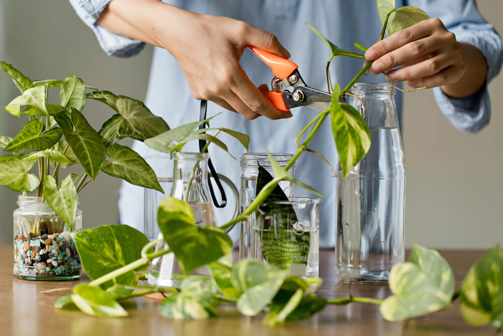Woman performing plant propagation techniques by cutting a photos before placing it in water