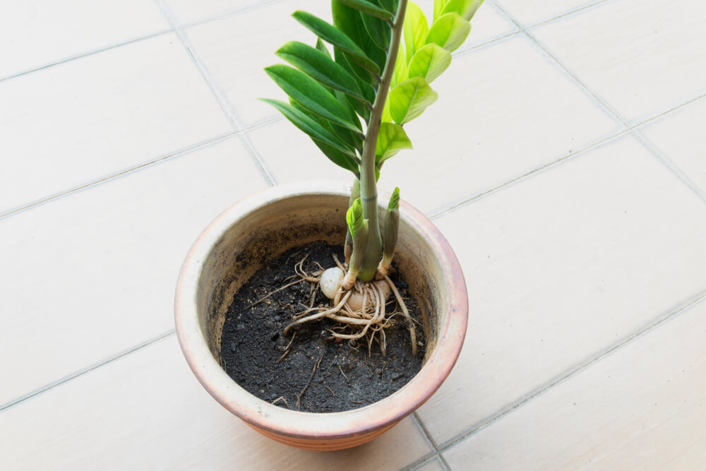 A plan with exposed roots, showing its rhizomes