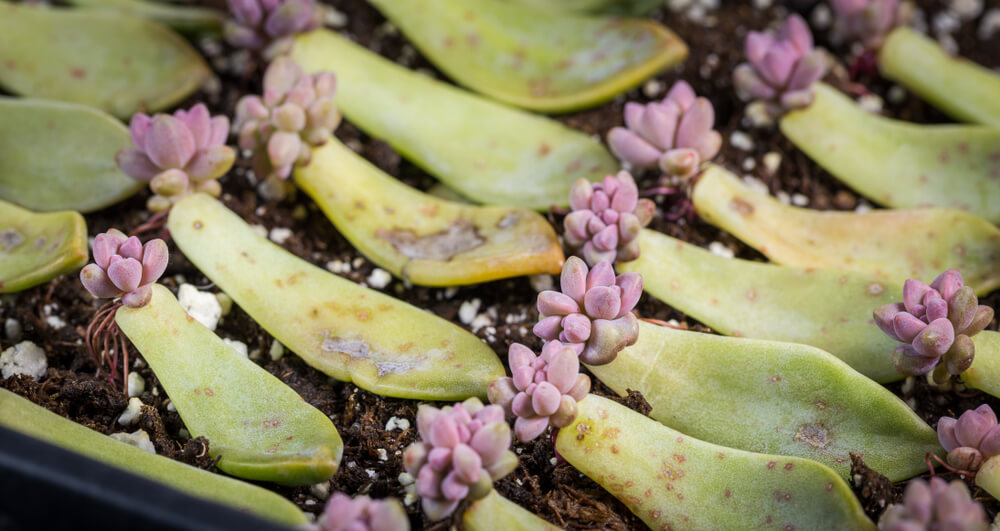 Succulent leaves laying on top of dirt with new growth sprouting from the end