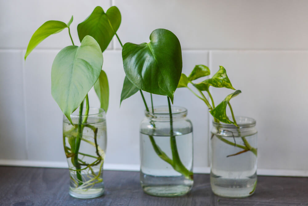 Three cuttings propagating in glasses of water on a table