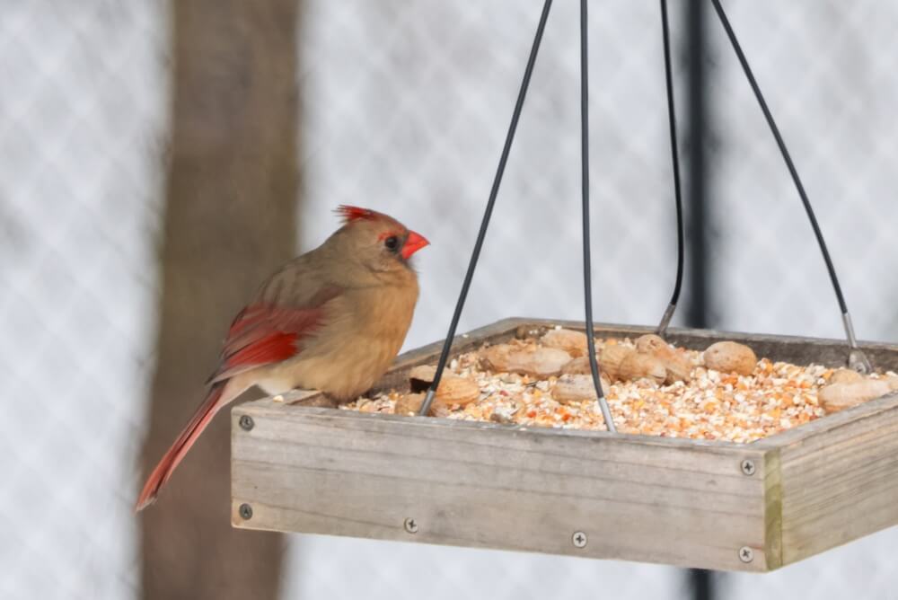 A bird sits at the edge of a tray feeder filled with bird food