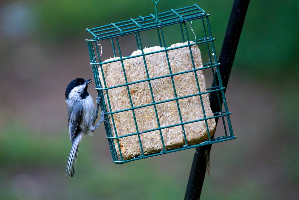 A bird hangs onto the cage of a suet feeder