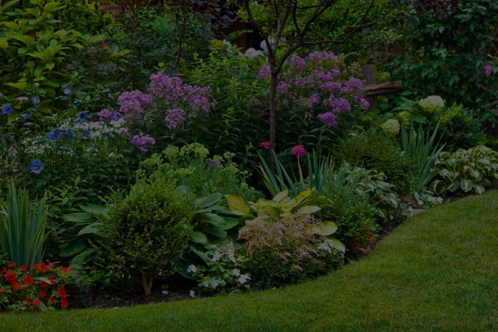 A yard full of perennial plants