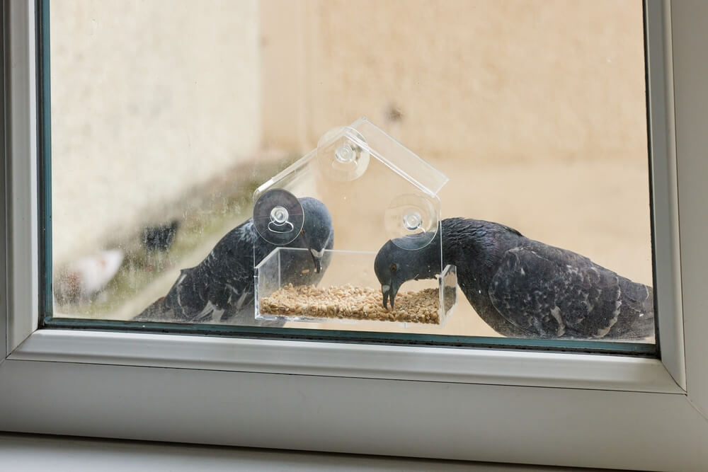 Two birds eat from a window feeder