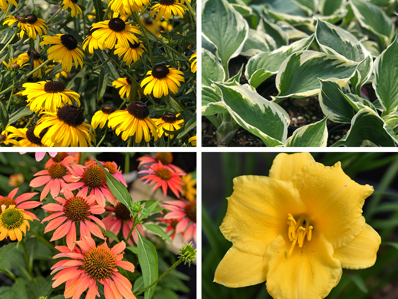 2026 07 16 Perennials 1