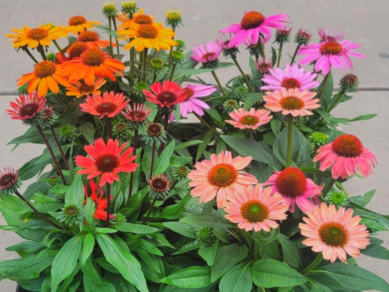 2026 07 23 SunMagic Echinacea 2