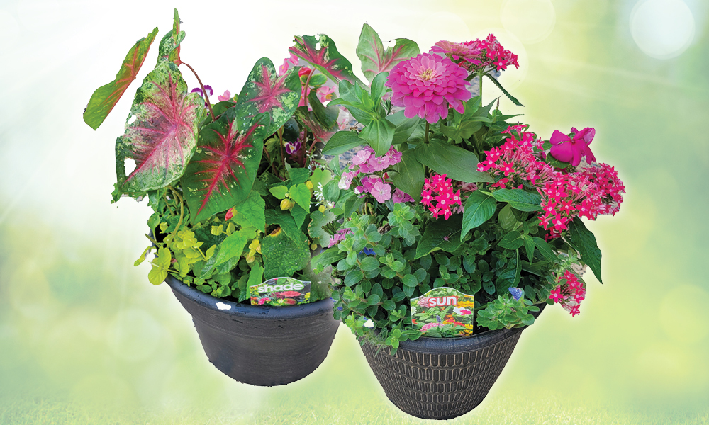 2026 07 30 Container Gardens