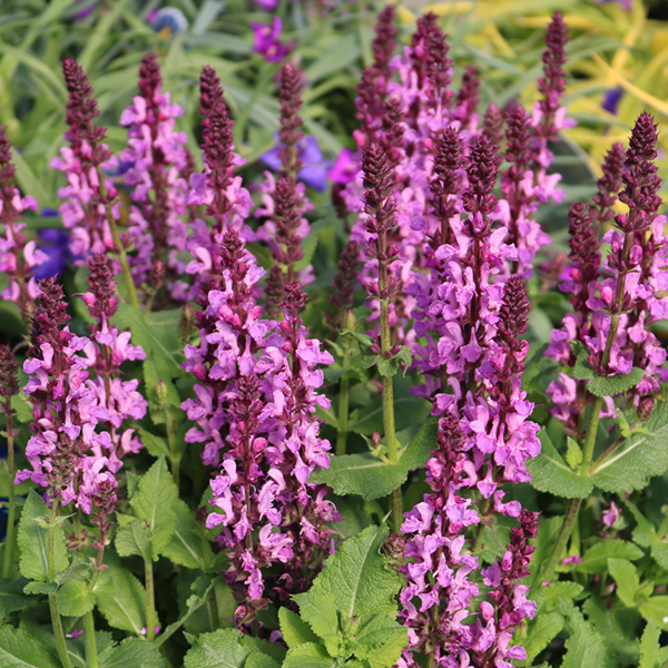 2026 07 30 Perennial 01
