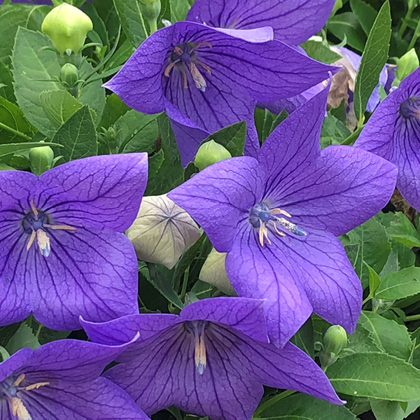 2026 07 30 Perennial 02
