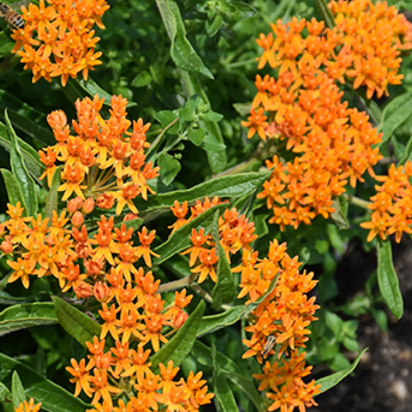 2026 07 30 Perennial 04 1