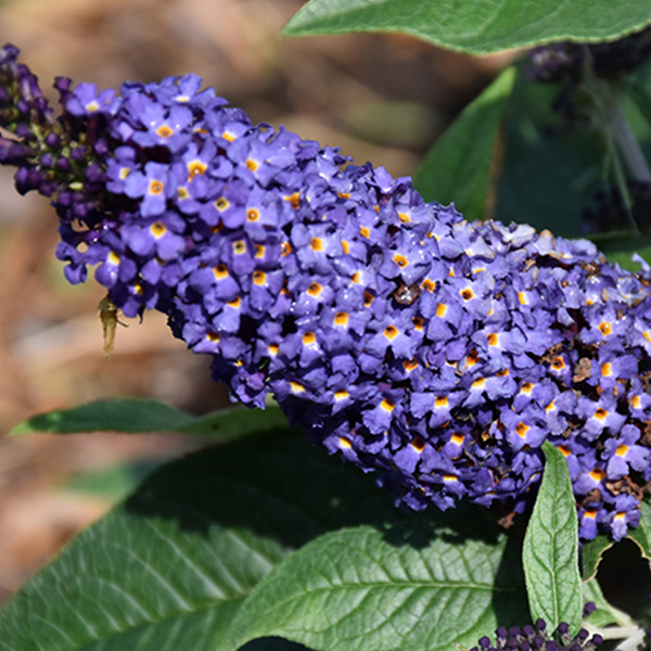 2026 07 30 Tree Shrub 01