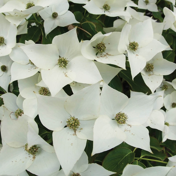 2026 07 30 Tree Shrub 03