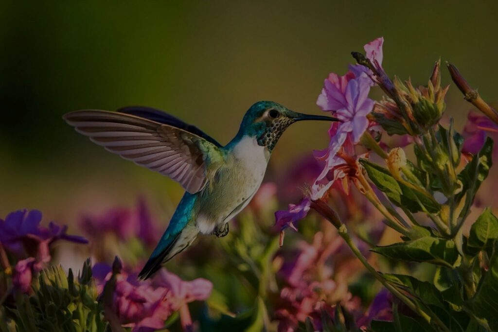 A hummingbird drinks from a flower