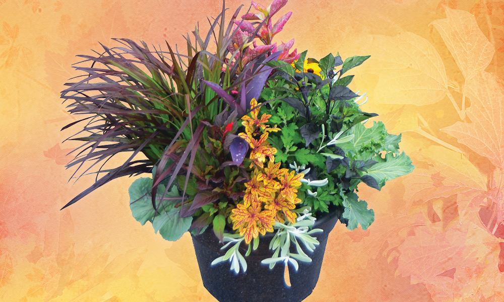 2026 08 06 Fall Planter