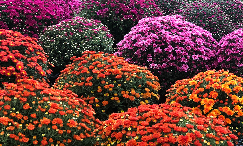 2026 08 06 Mums 1