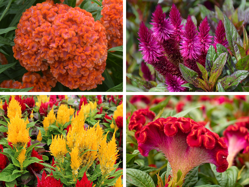 2026 08 13 Celosia 2