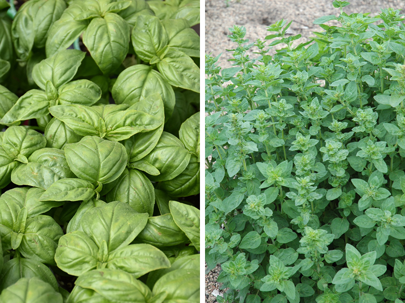 2026 08 13 Herbs