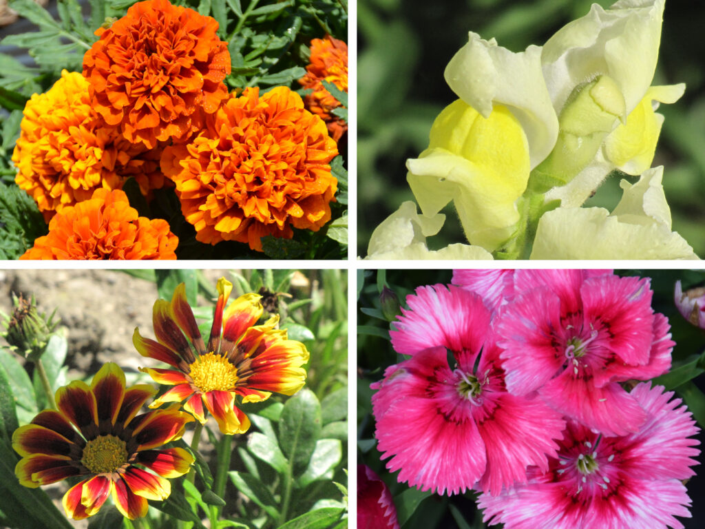 2026 08 20 Annuals