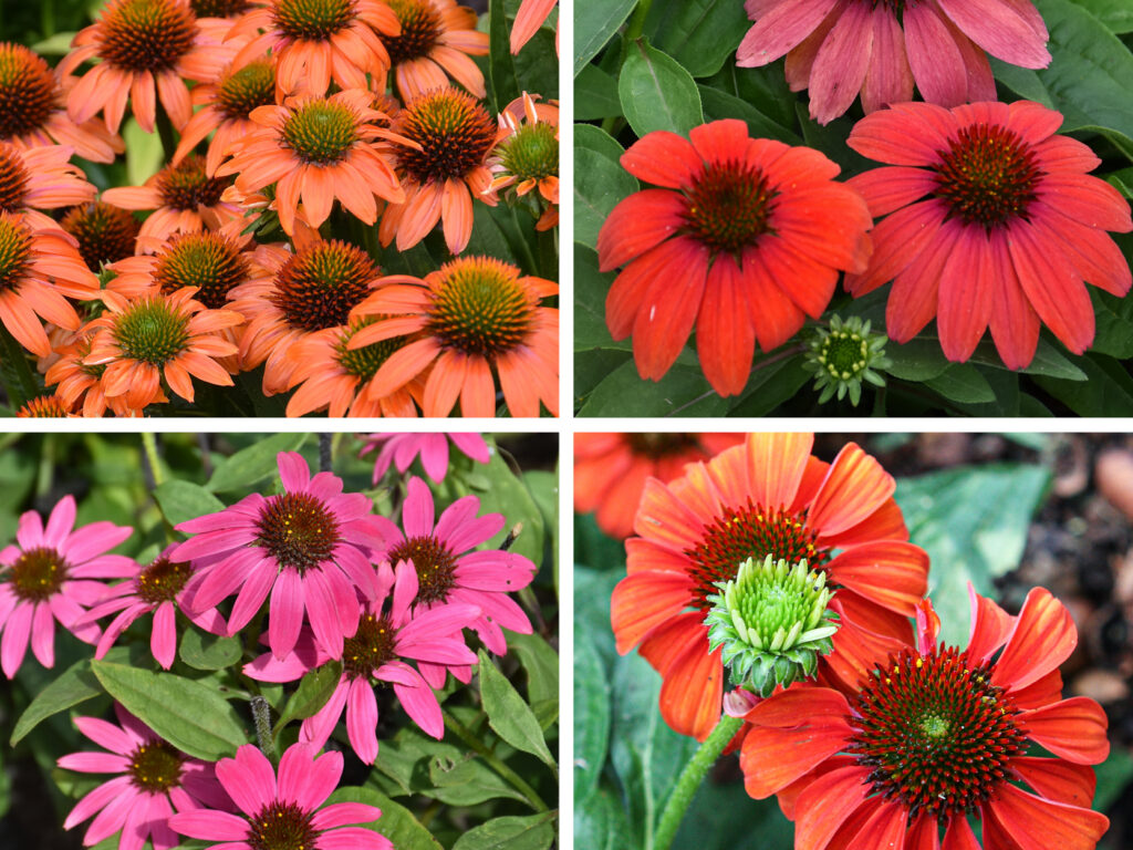 2026 08 20 Echinacea 1