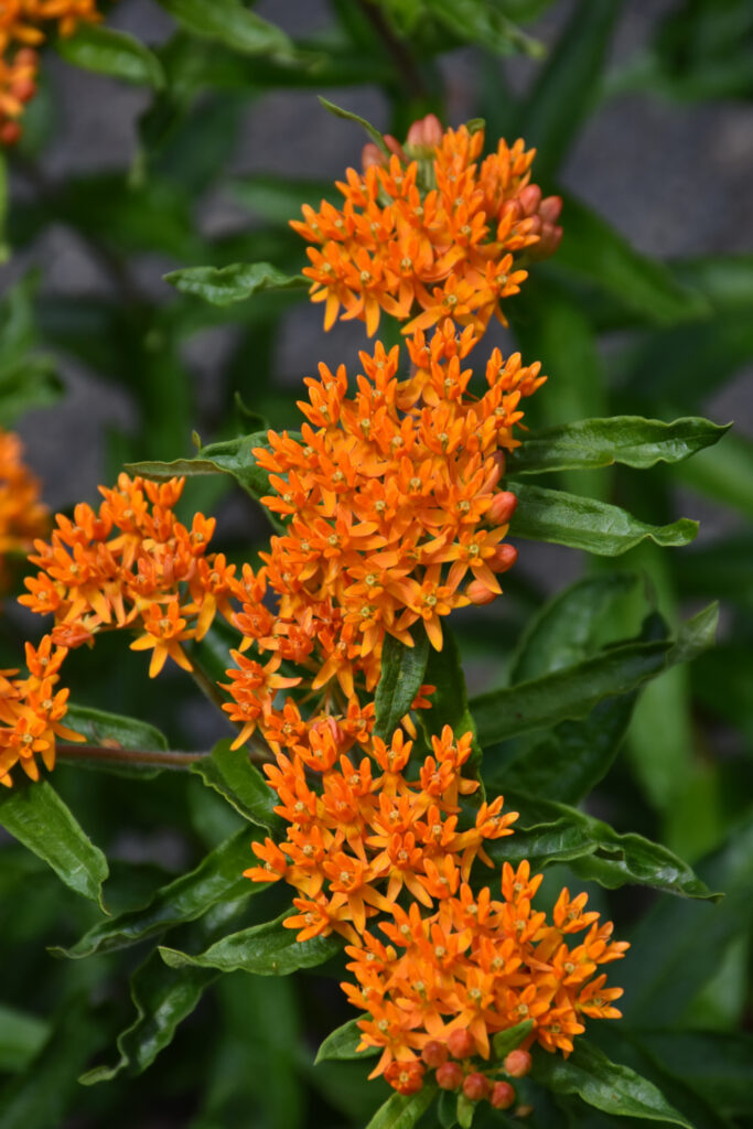 Asclepias Tuberosa Butterfly Weed