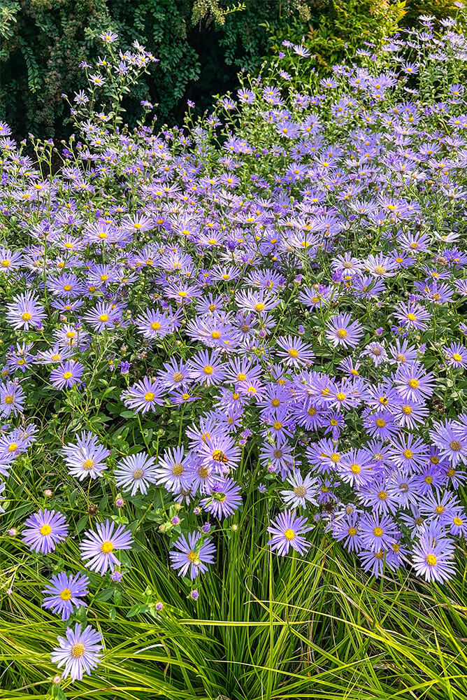 Purple asters growing together in a yard
