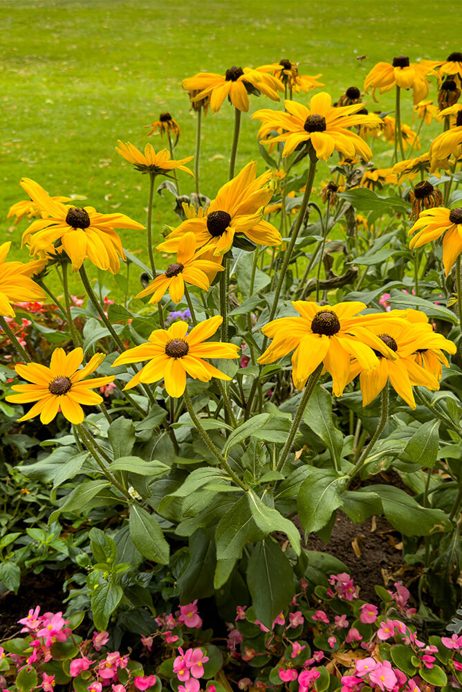 Black-eyed Susans grow in a yard with the other best perennials for fall color