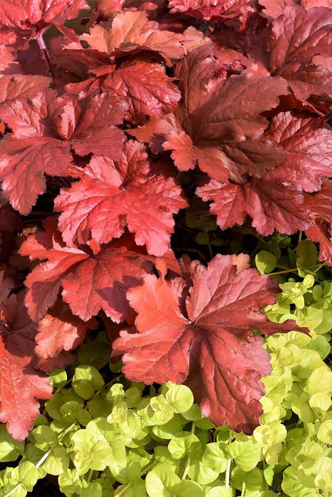 Red-colored coral bells