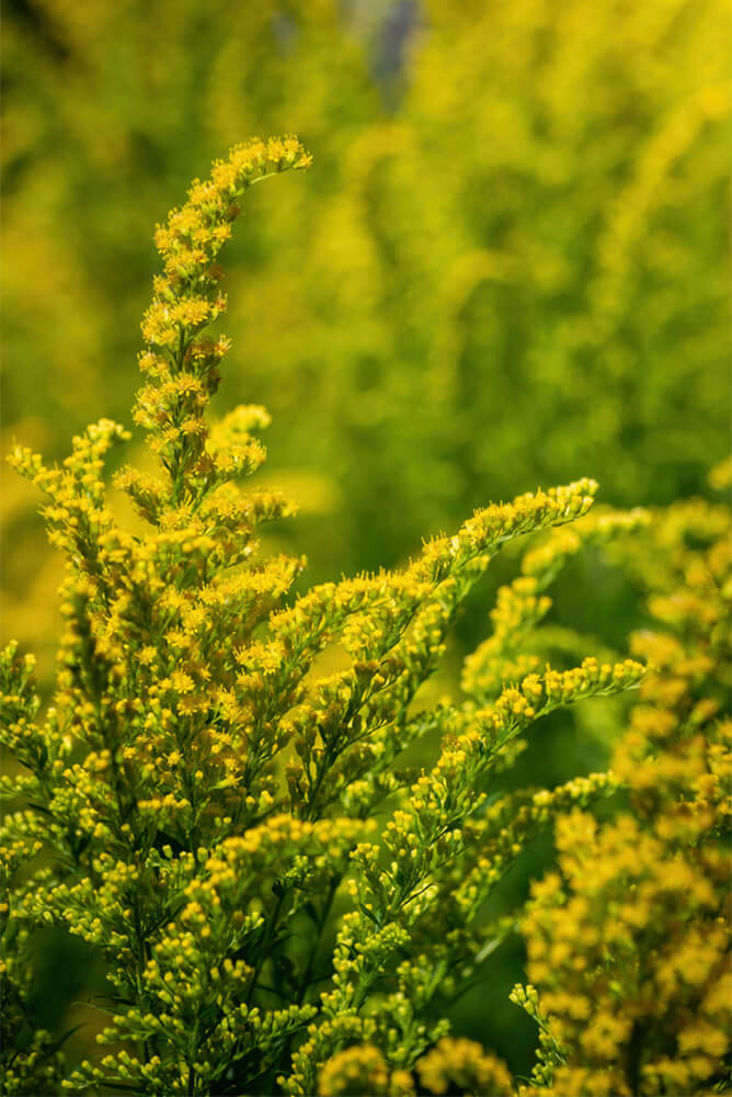 Yellow goldenrods growing in a yard