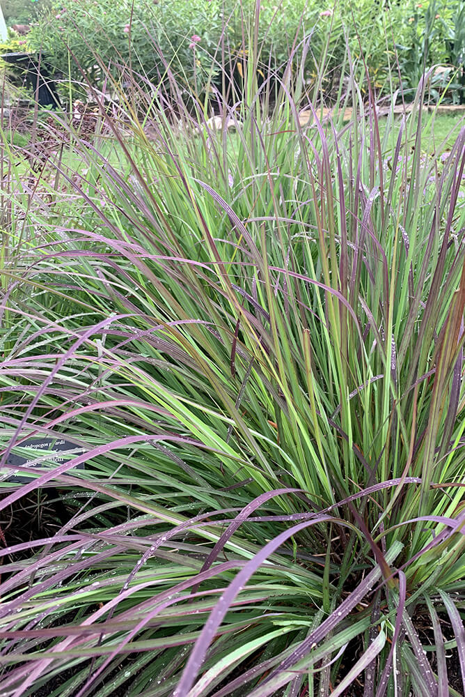 A clump of little bluestem grass growing in a yard