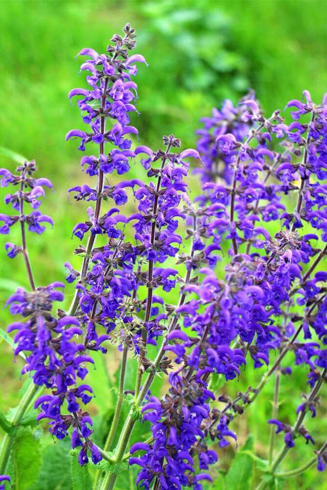 Purple salvia growing for fall color