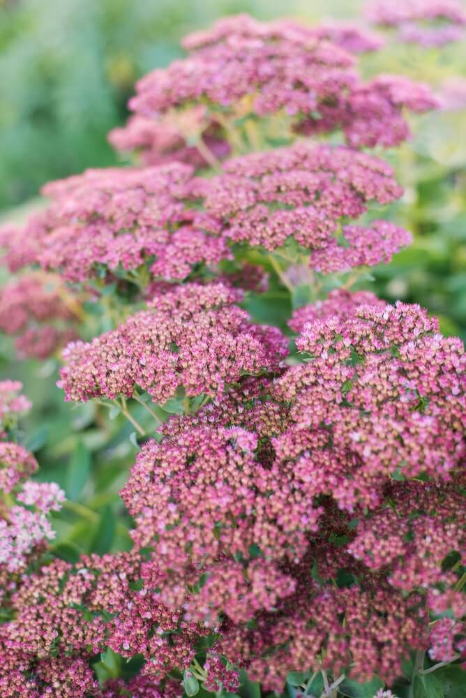 Pink sedums growing for fall color