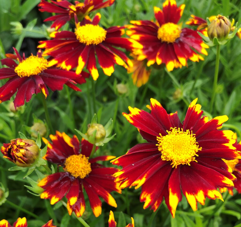 Coreopsis Uptick Red