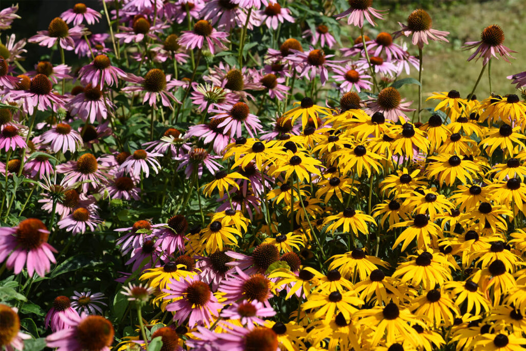 Purple and yellow coneflowers to show fall planting benefits