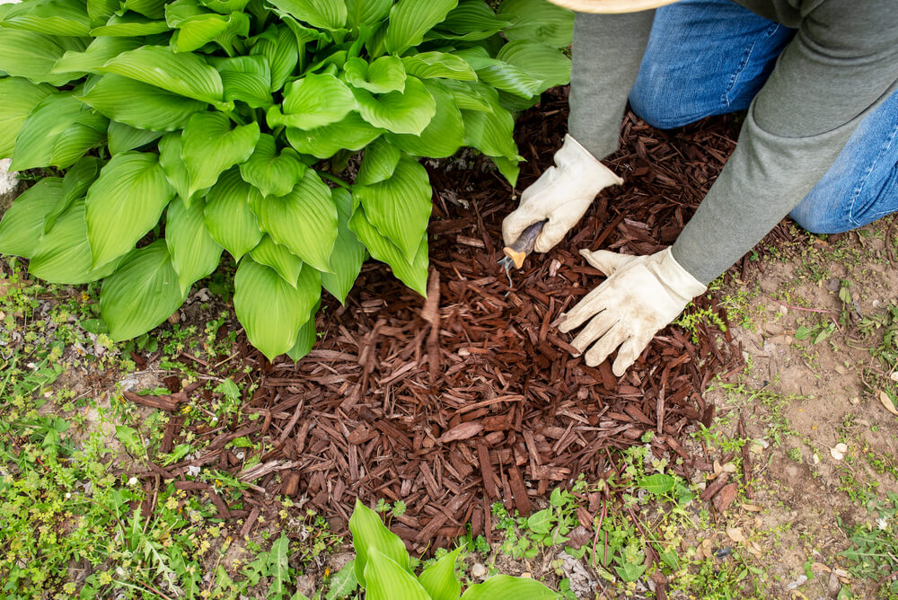 A person plants in their garden in the fall, wearing white work gloves