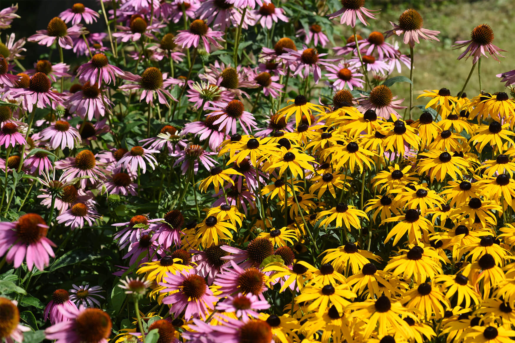 Fall Planting Benefits